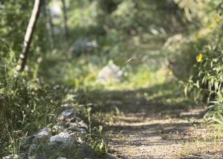 Conte les souvenirs du vieux noyer